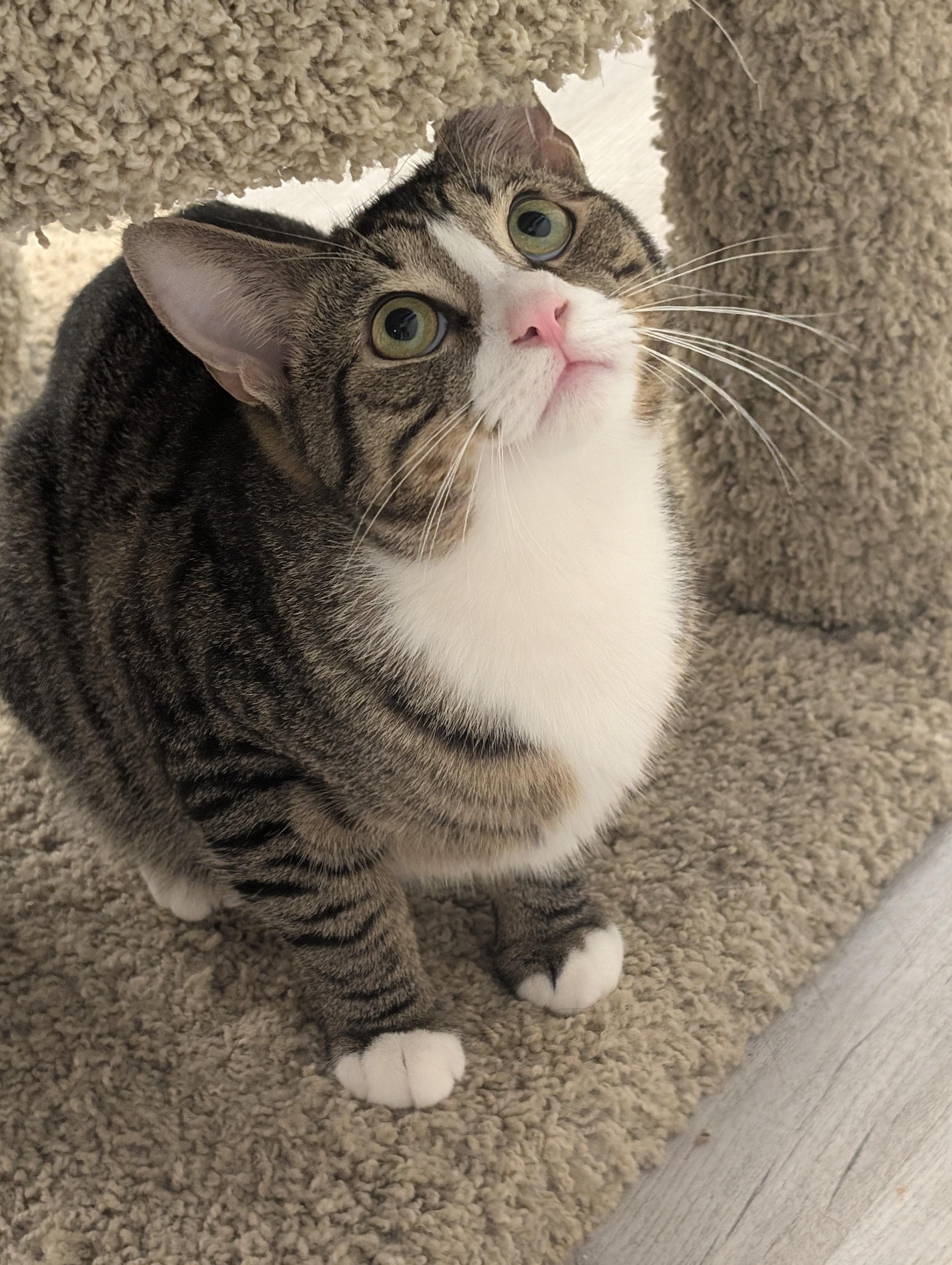 Enlarge Laurel, a ADOPTABLE Domestic Short Hair in Palm Harbor, FL image 3/3