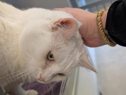 Bella, Adoptable, Senior Female Domestic Short Hair & Domestic Short Hair.