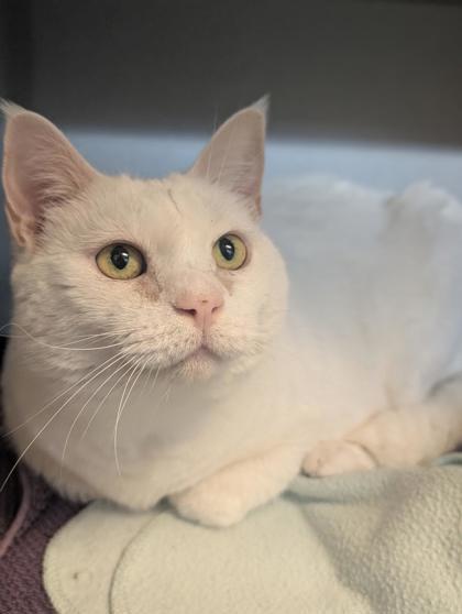 Enlarge Bella, a Adoptable mixed breed in Bensalem, PA image 2/3