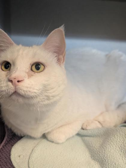 Enlarge Bella, a Adoptable mixed breed in Bensalem, PA image 3/3