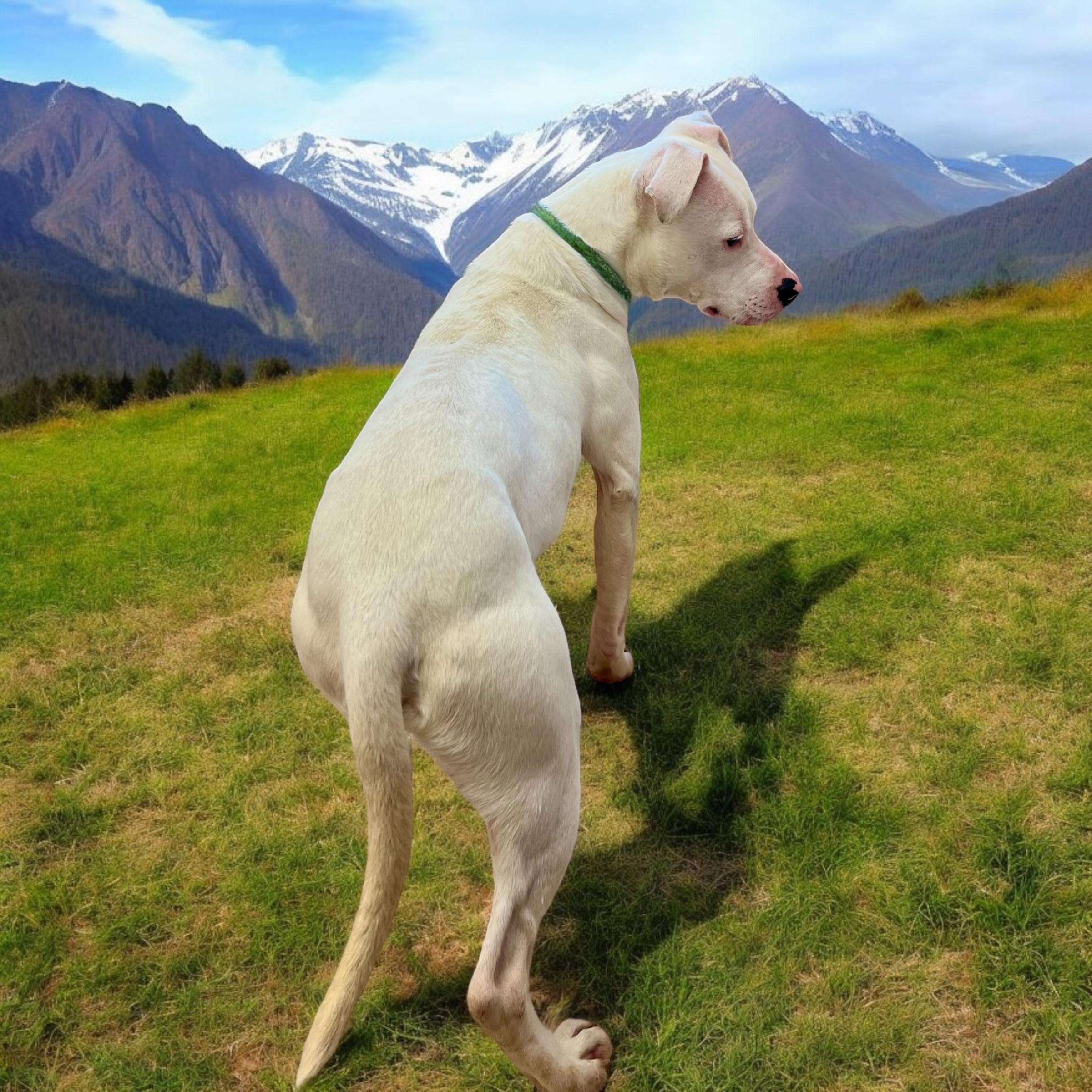 Donnie, a Adoptable mixed breed in Horn Lake, MS image 5/5