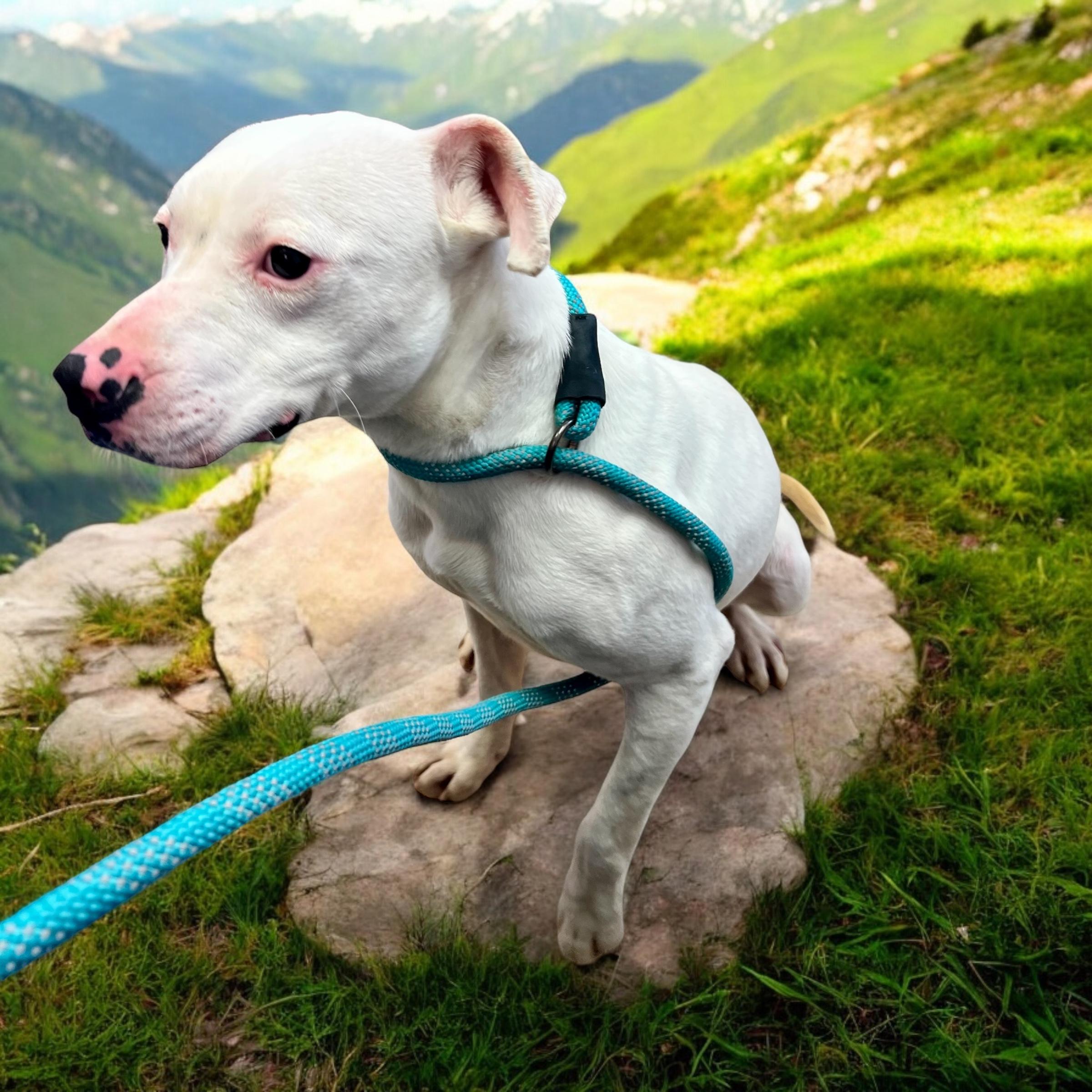 Donnie, a Adoptable mixed breed in Horn Lake, MS image 3/5