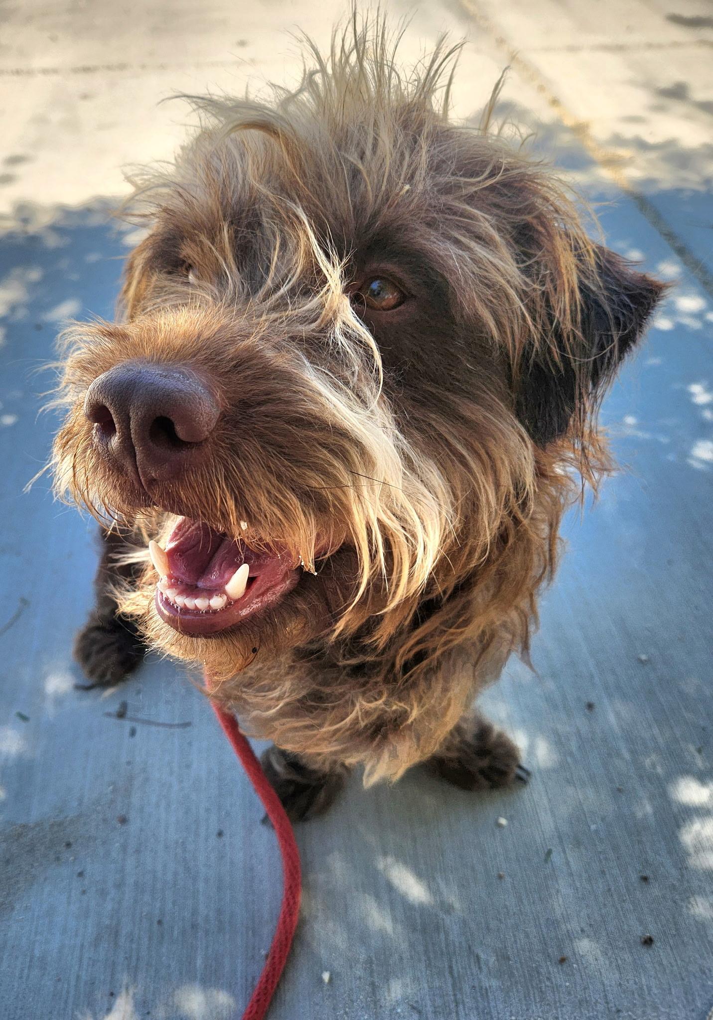 Enlarge Scruffy Bear, a ADOPTABLE Terrier in Ferndale, WA image 1/1
