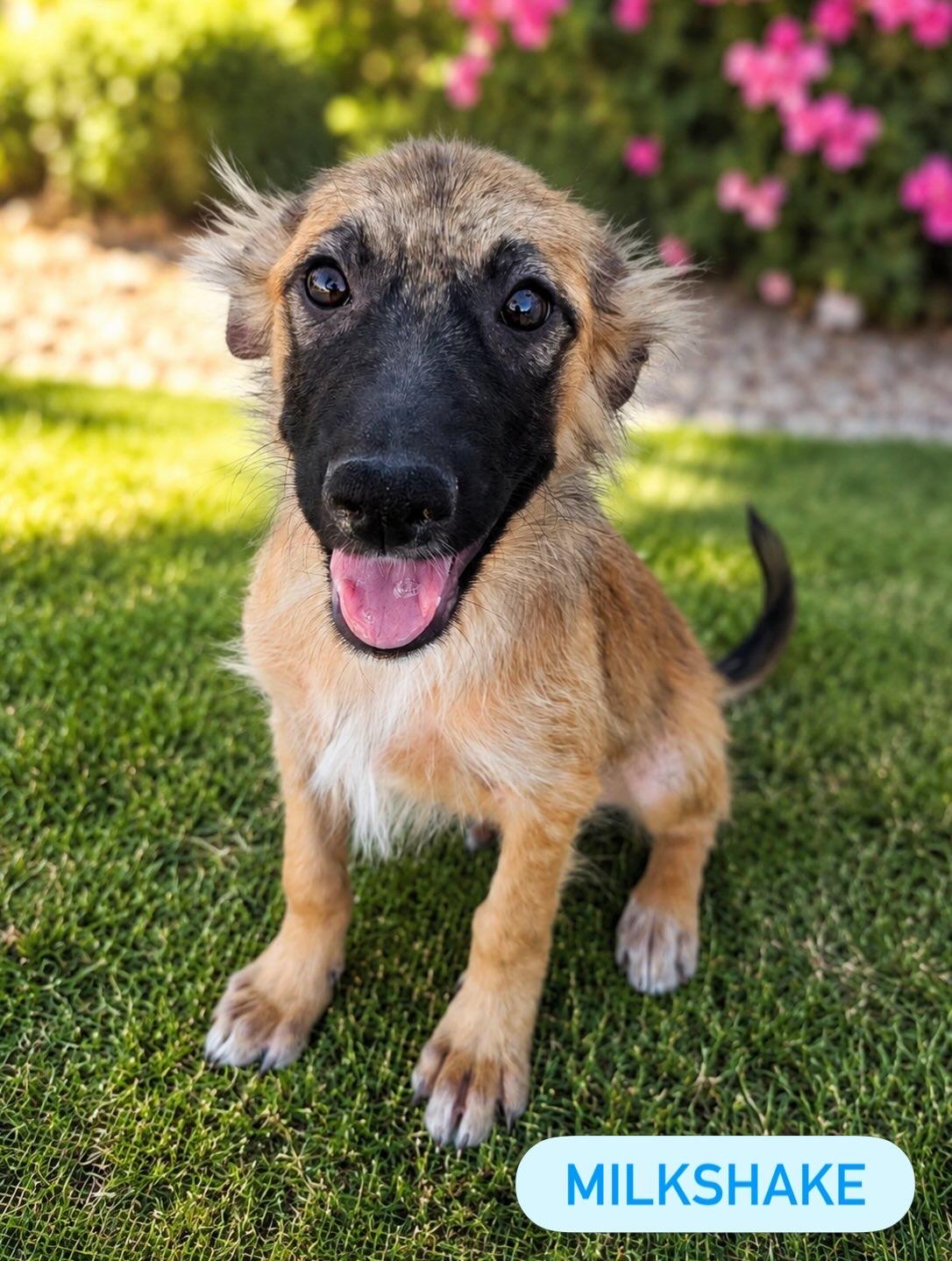 Milkshake, ADOPTABLE, Puppy Male Mixed Breed.