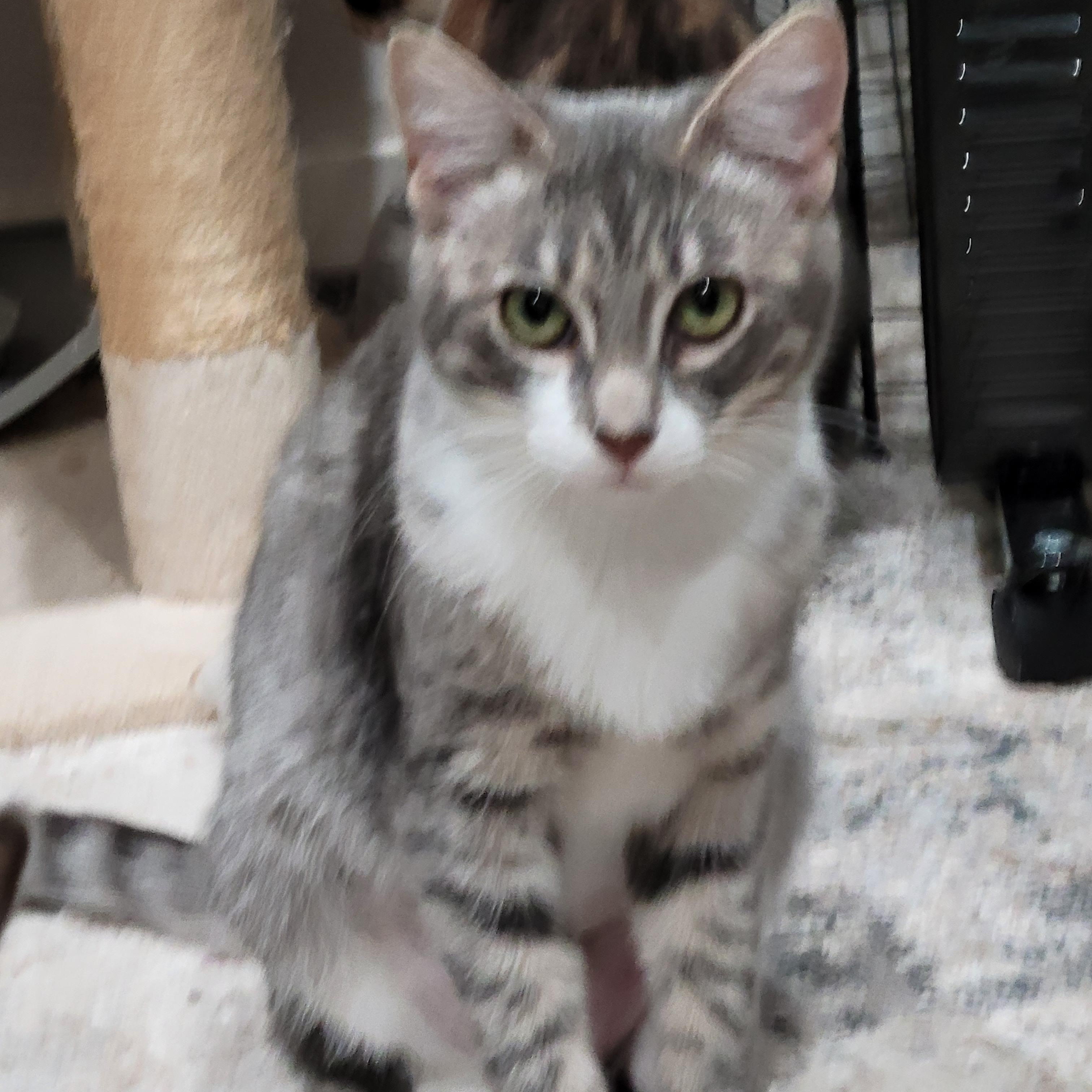 Enlarge Bambi, a Adoptable mixed breed in San Jose, CA image 4/5