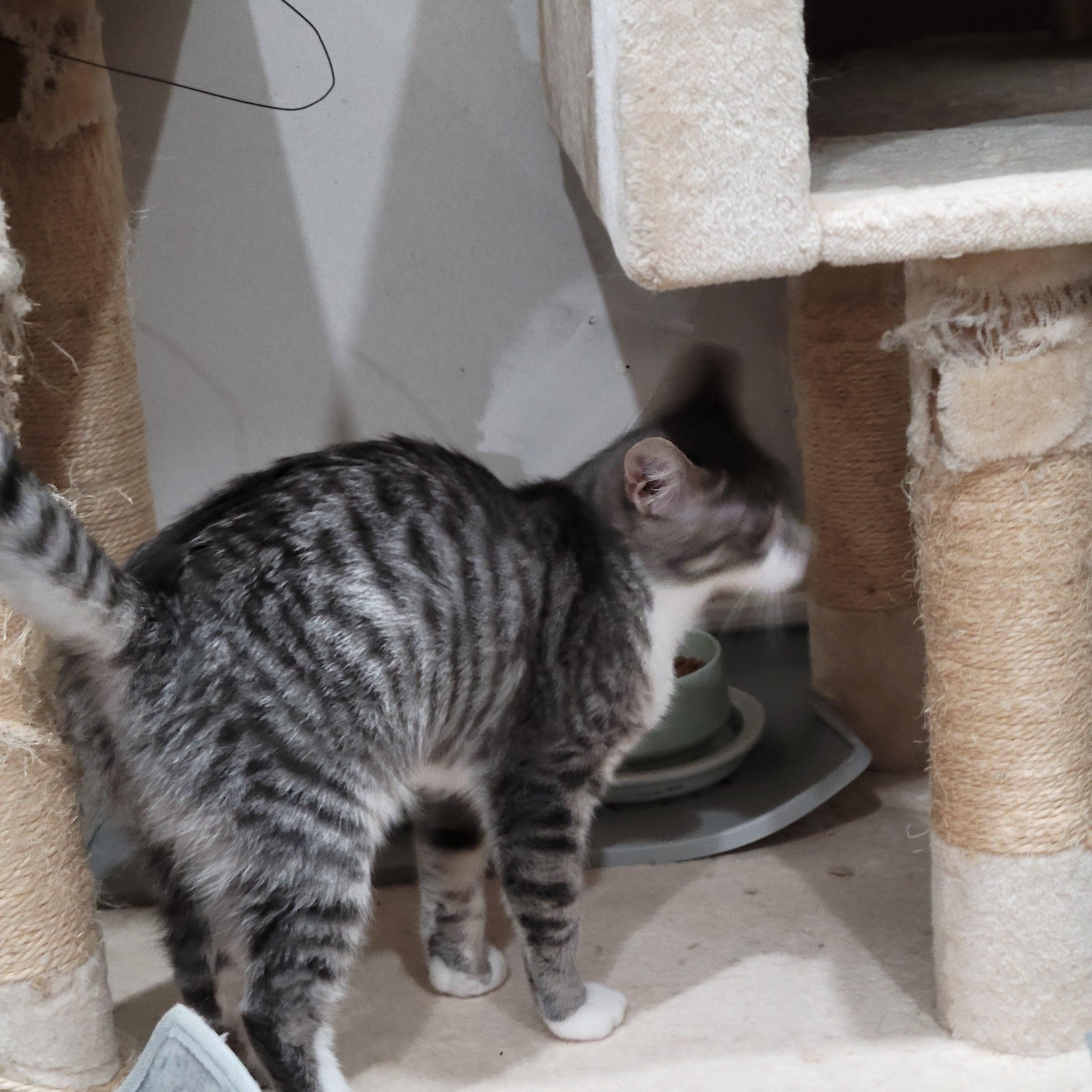 Enlarge Bambi, a Adoptable mixed breed in San Jose, CA image 5/5