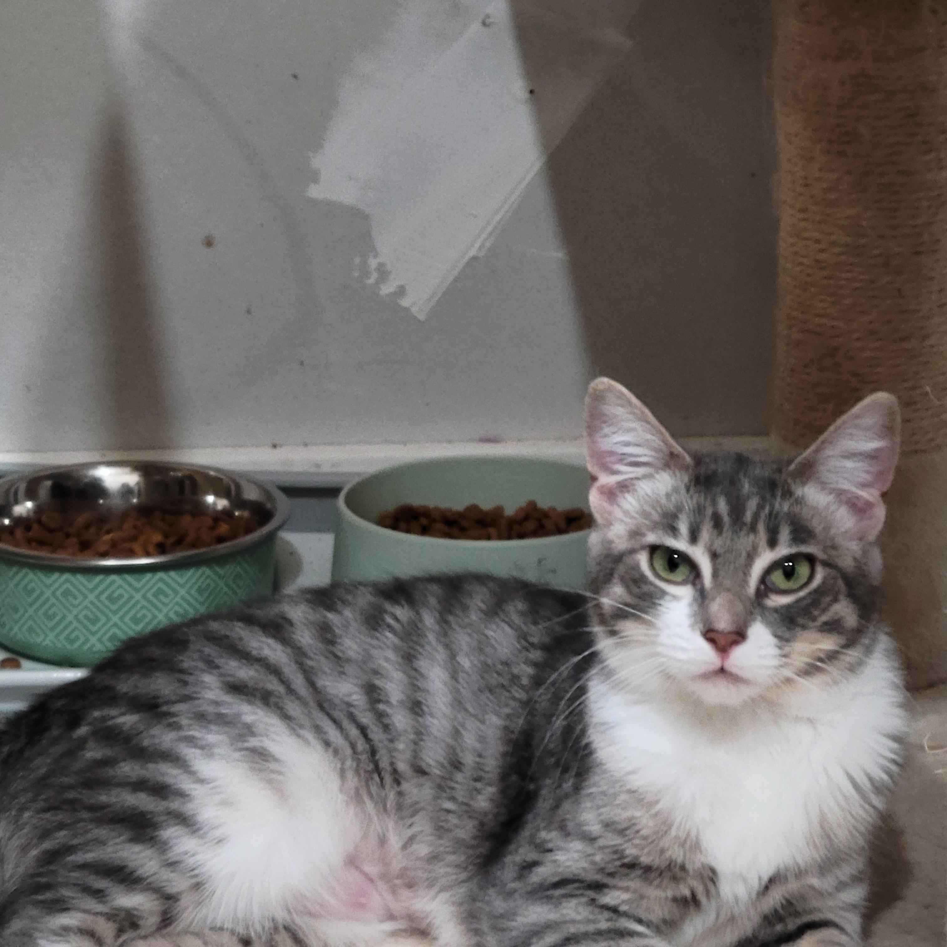 Enlarge Bambi, a Adoptable mixed breed in San Jose, CA image 2/5