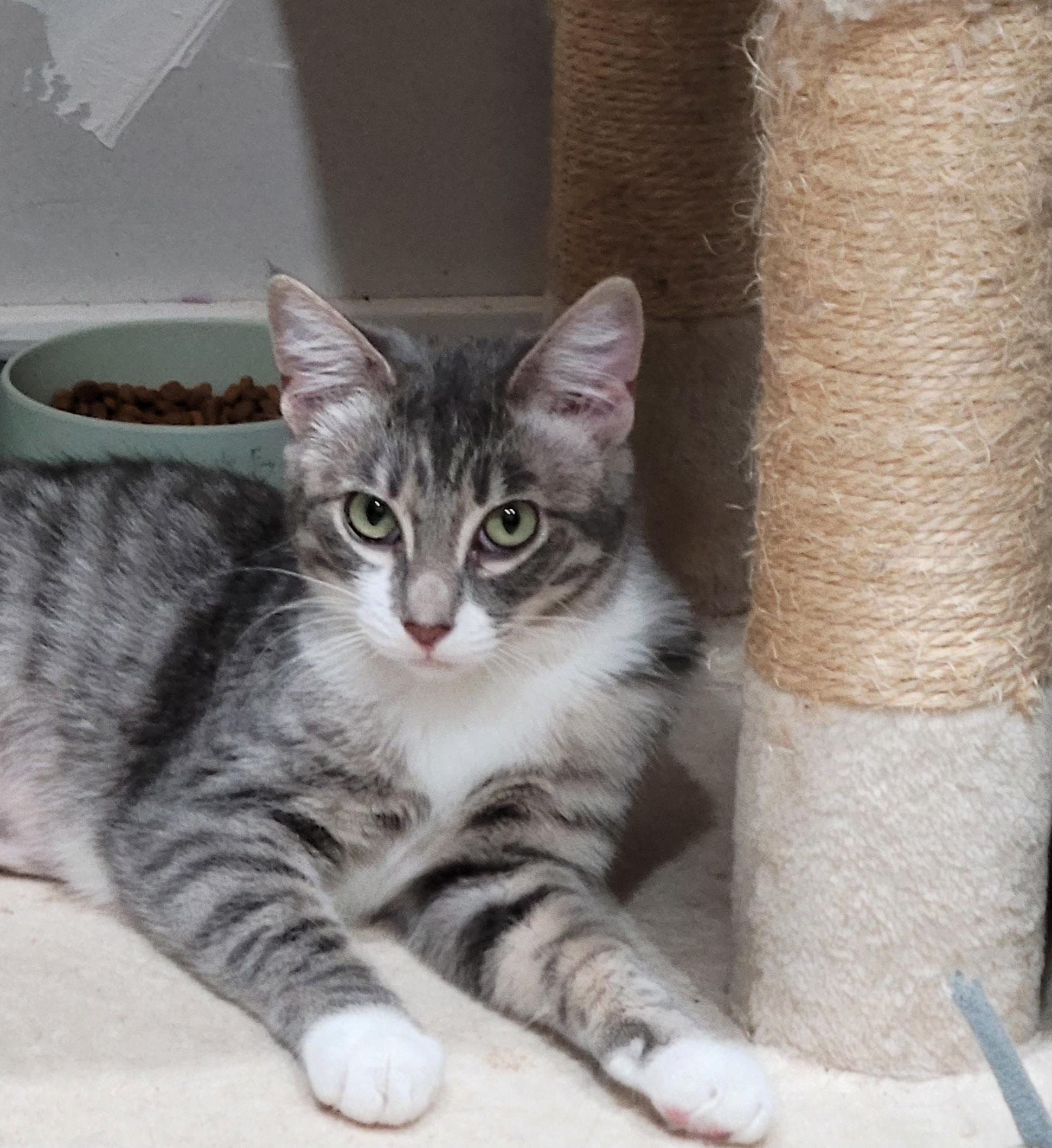 Bambi, Adoptable, Kitten Female Domestic Short Hair & Tabby.