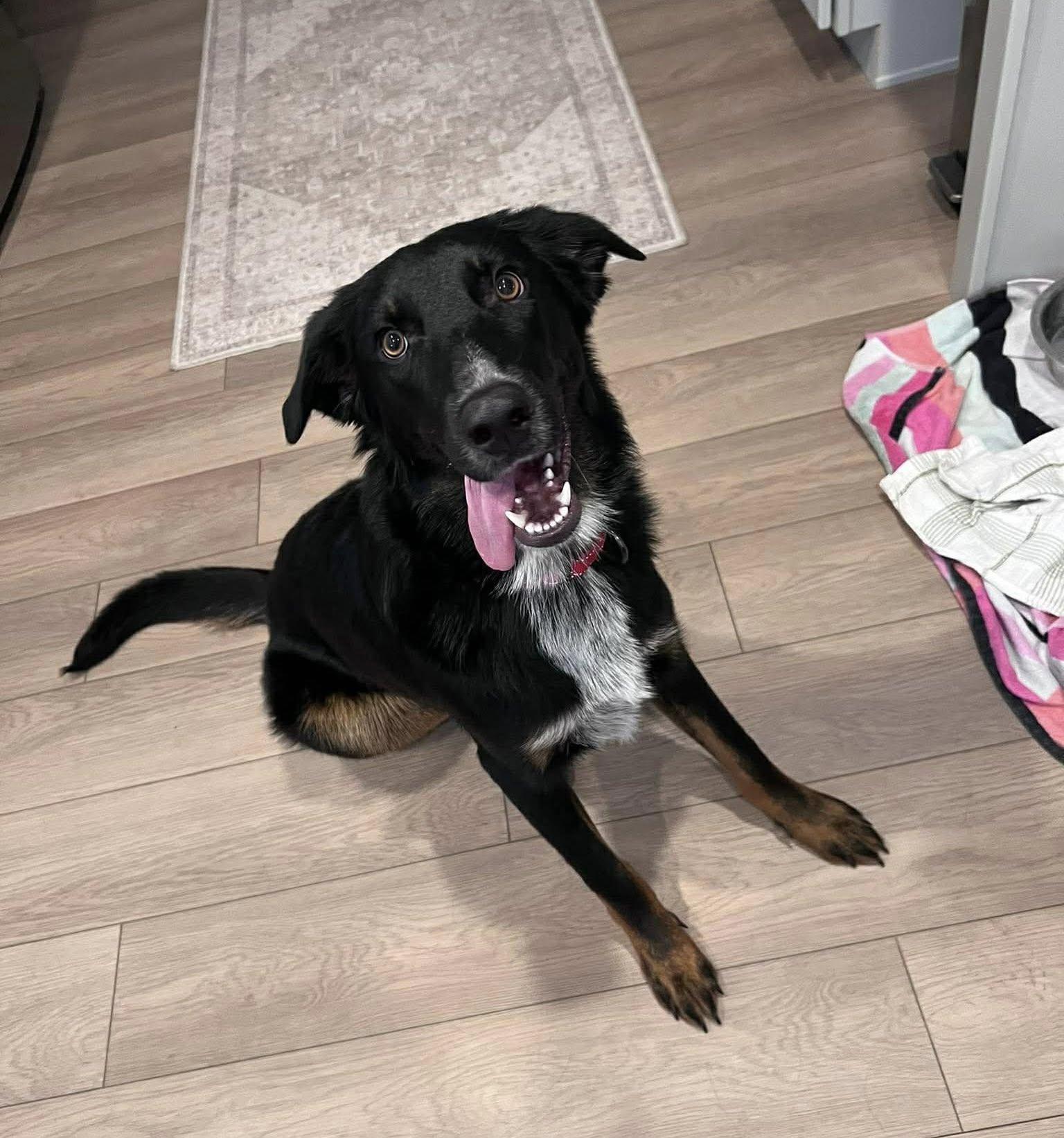 Ella, adopted, Young Female Collie & German Shepherd Dog.