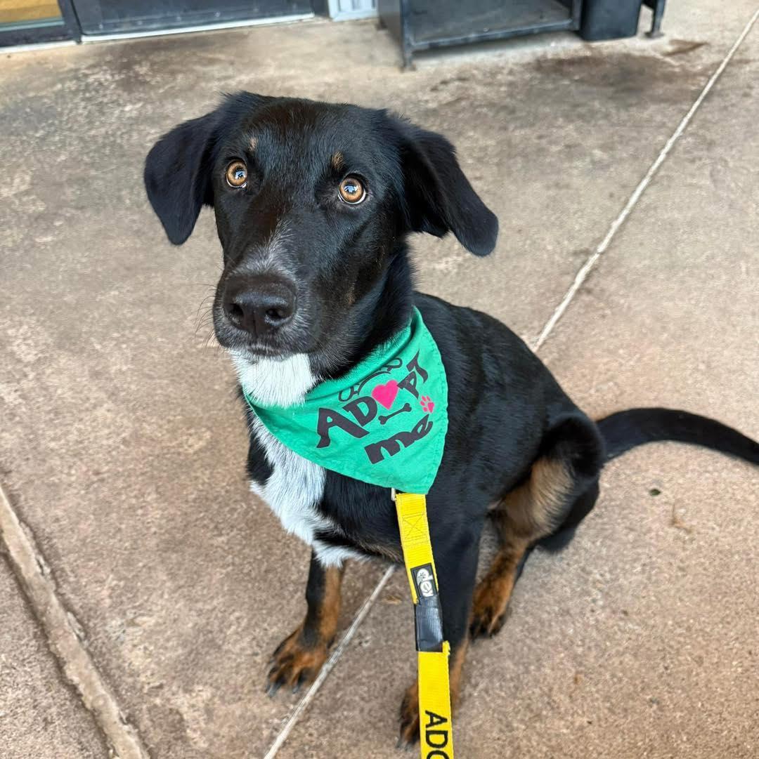 Ella, an adopted mixed breed in Fort Worth, TX image 2/6