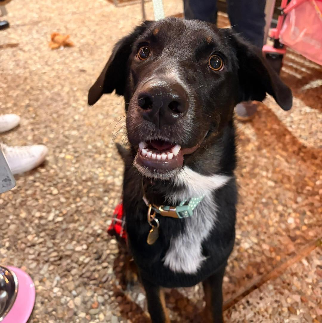 Ella, an adopted mixed breed in Fort Worth, TX image 3/6