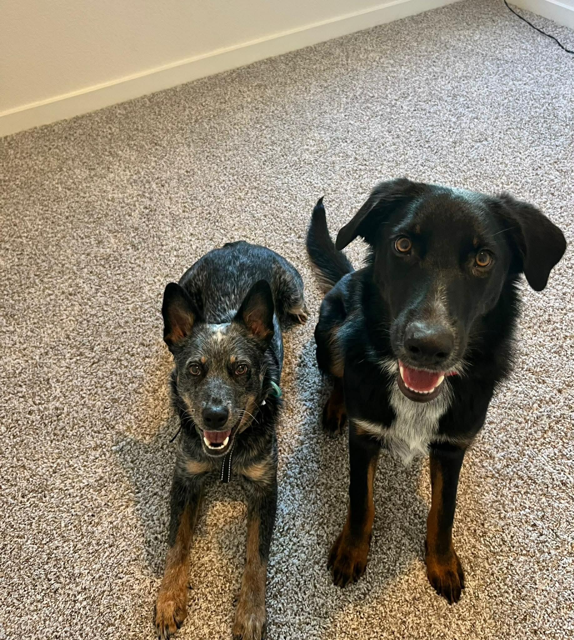 Ella, an adopted mixed breed in Fort Worth, TX image 4/6