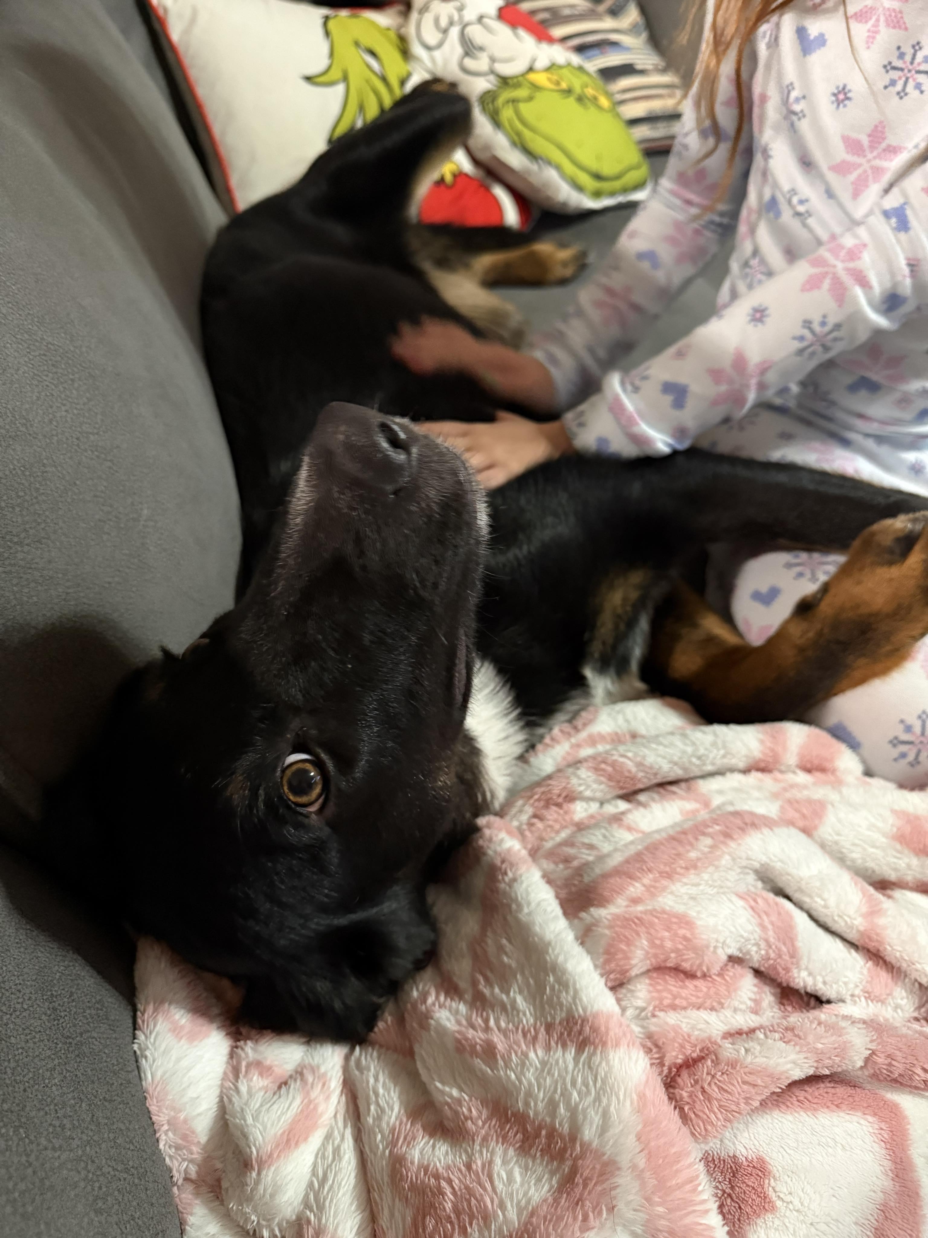 Ella, an adopted mixed breed in Fort Worth, TX image 5/6