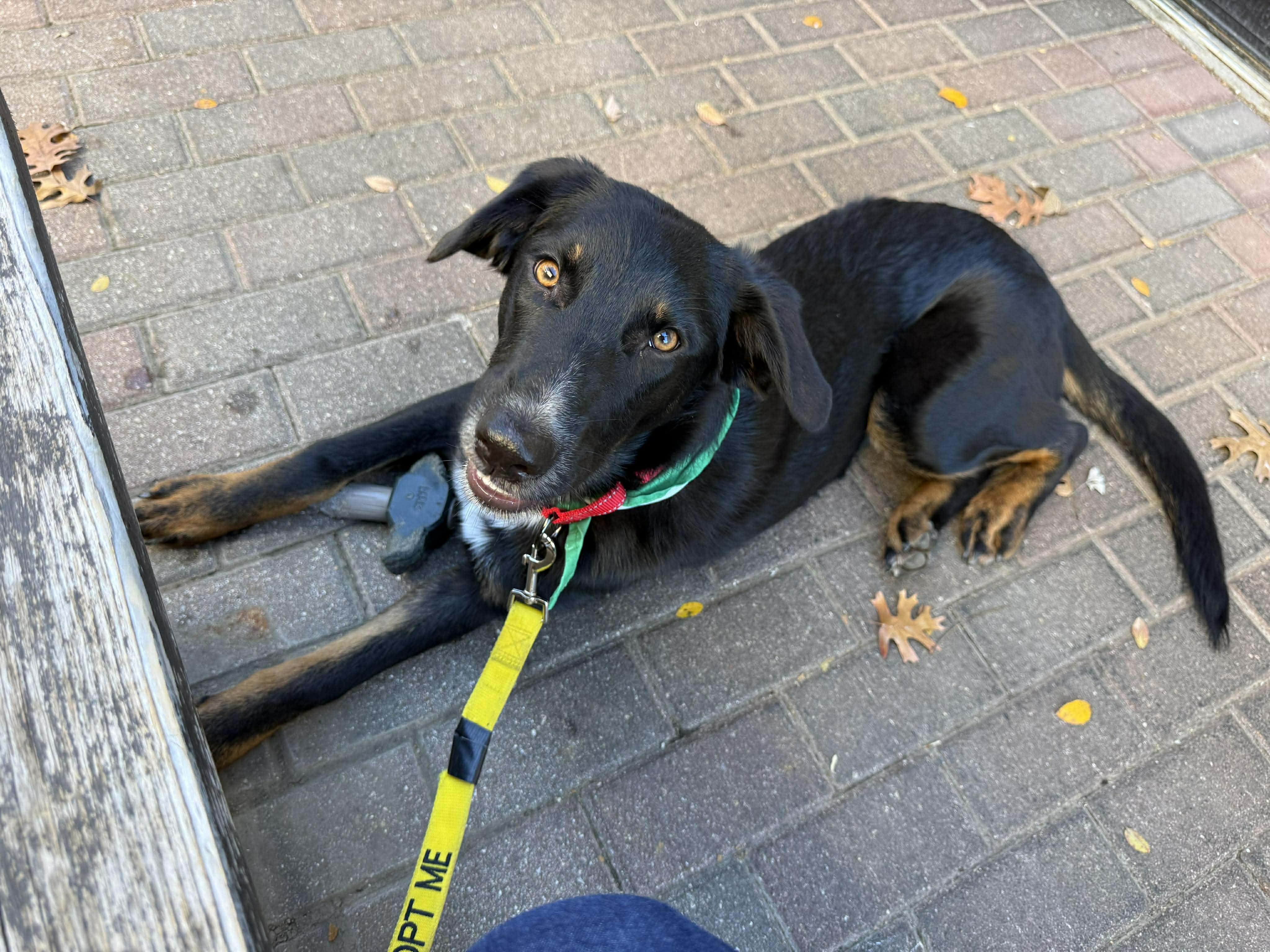 Ella, an adopted mixed breed in Fort Worth, TX image 6/6