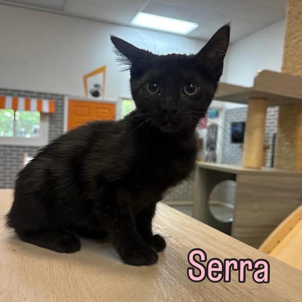 Serra at Fat Cat Cafe, ADOPTABLE, Kitten Female Domestic Short Hair.