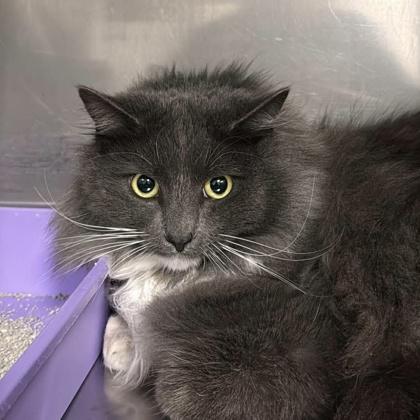 Acadia, Adoptable, Adult Male Domestic Long Hair & Domestic Short Hair.