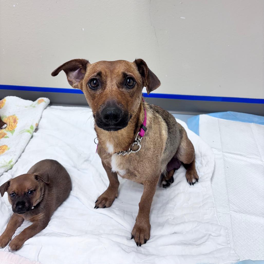 Enlarge Bay, a Adopted Mixed Breed in Bismarck, ND image 1/6