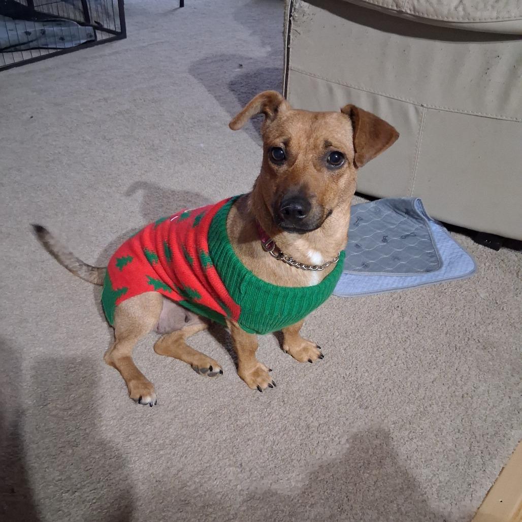 Enlarge Bay, a Adopted Mixed Breed in Bismarck, ND image 2/6