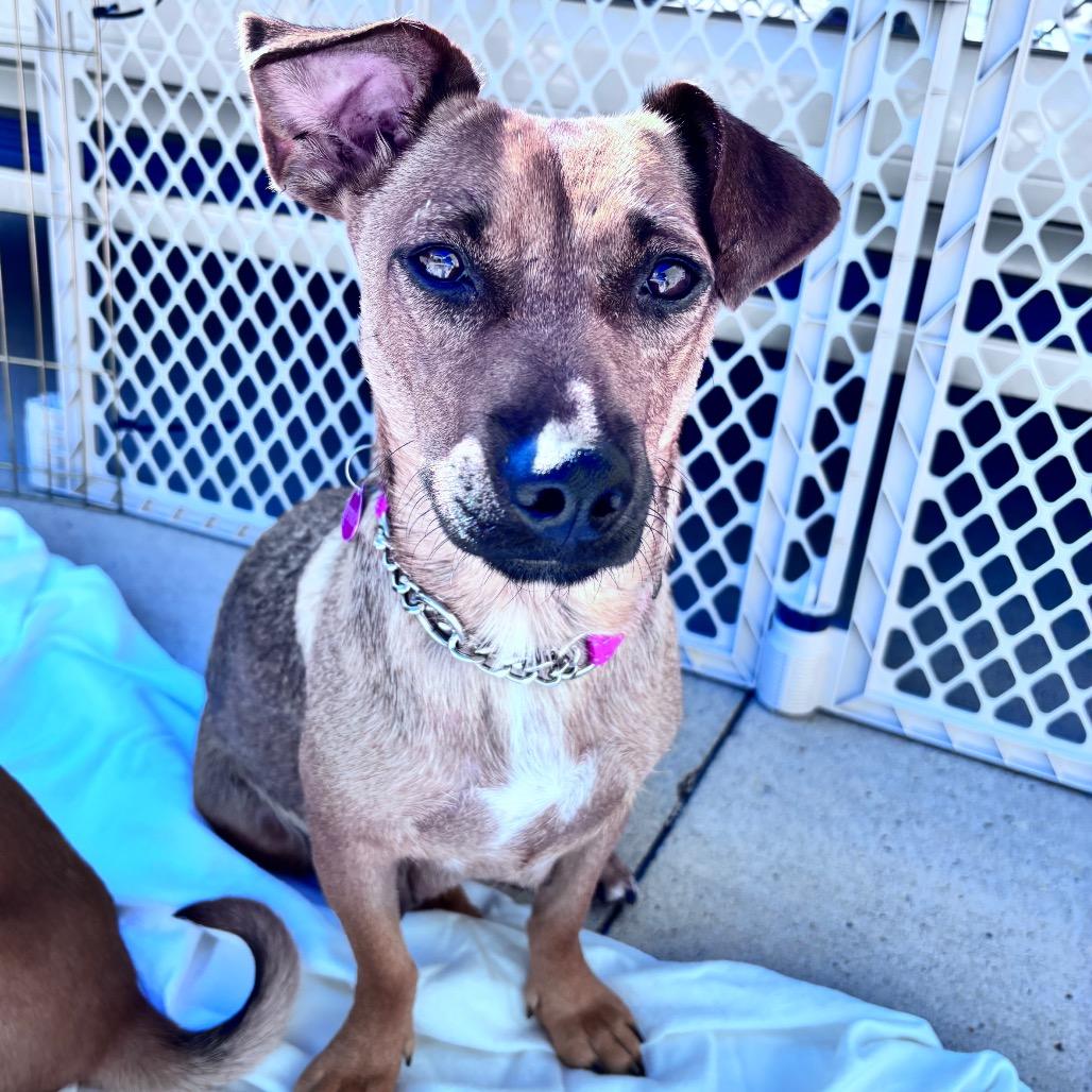 Enlarge Bay, a Adopted Mixed Breed in Bismarck, ND image 3/6