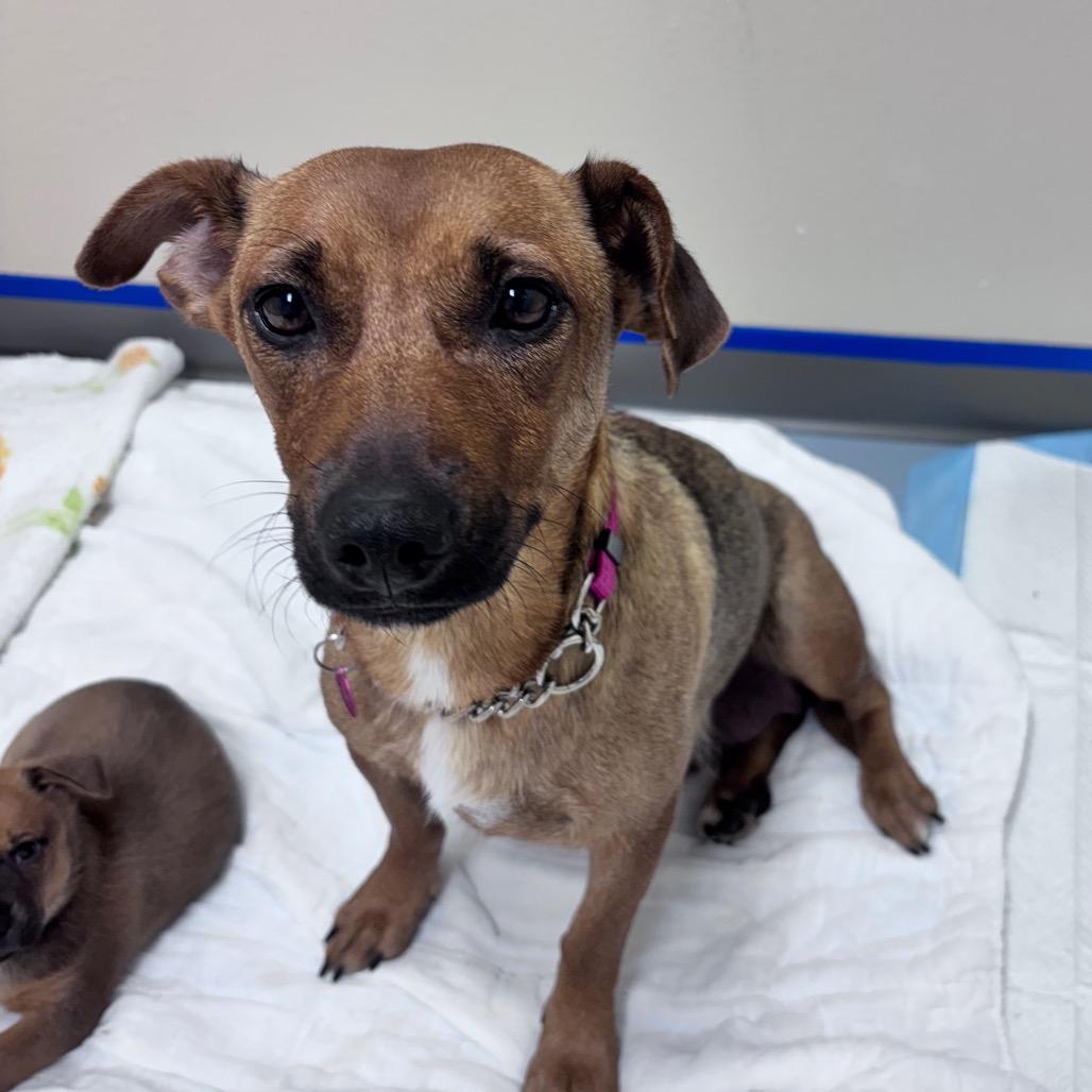 Enlarge Bay, a Adopted Mixed Breed in Bismarck, ND image 4/6