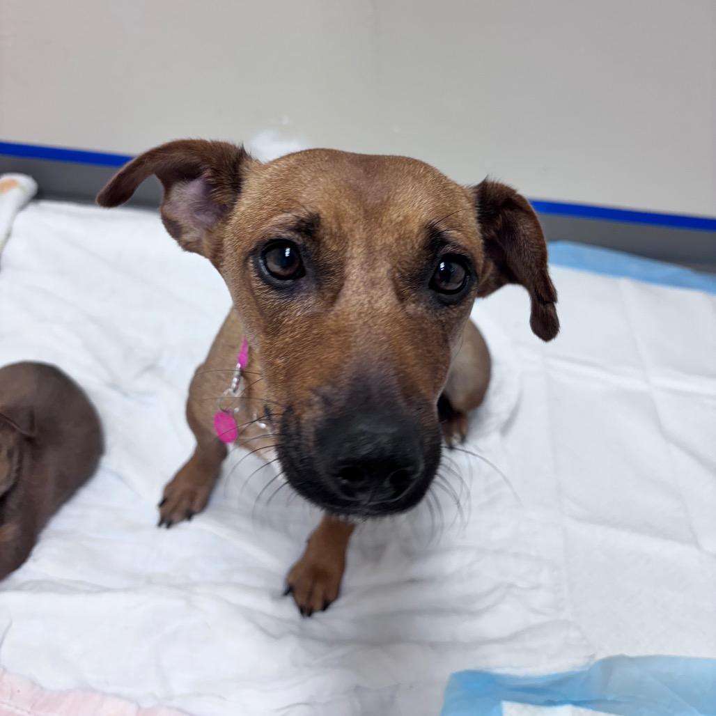 Enlarge Bay, a Adopted Mixed Breed in Bismarck, ND image 6/6