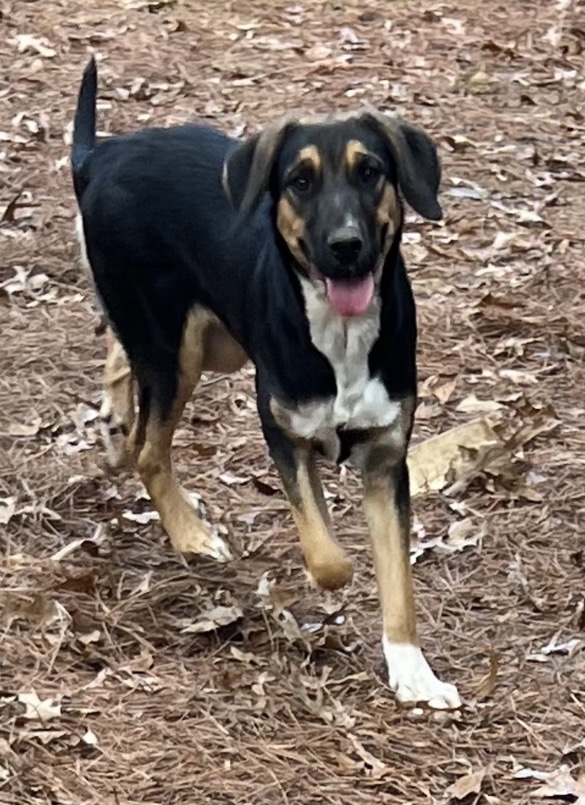 Enlarge Katrina, a Adoptable mixed breed in Paris, TX image 1/3