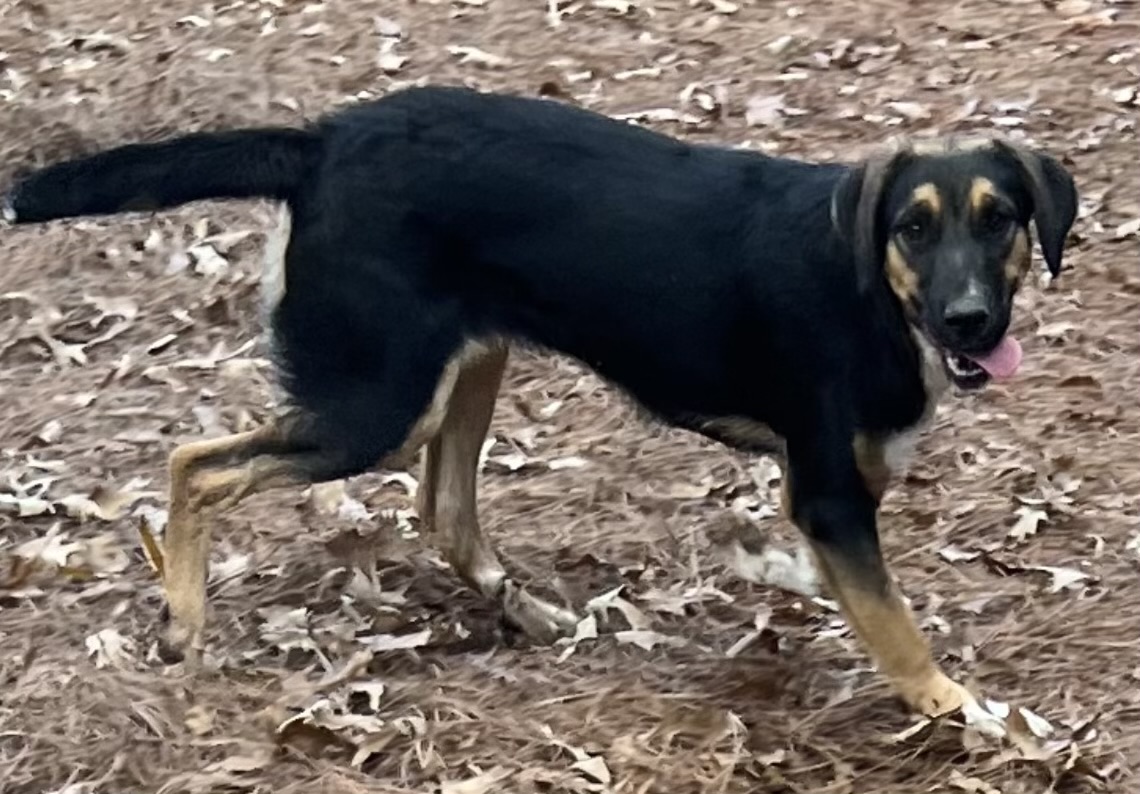 Enlarge Katrina, a Adoptable mixed breed in Paris, TX image 2/3