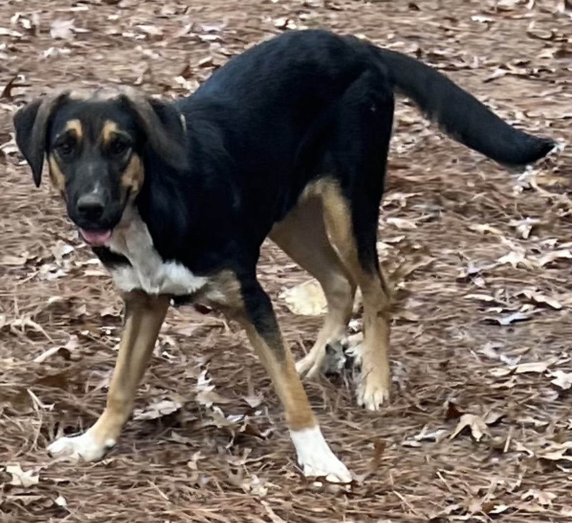 Enlarge Katrina, a Adoptable mixed breed in Paris, TX image 3/3
