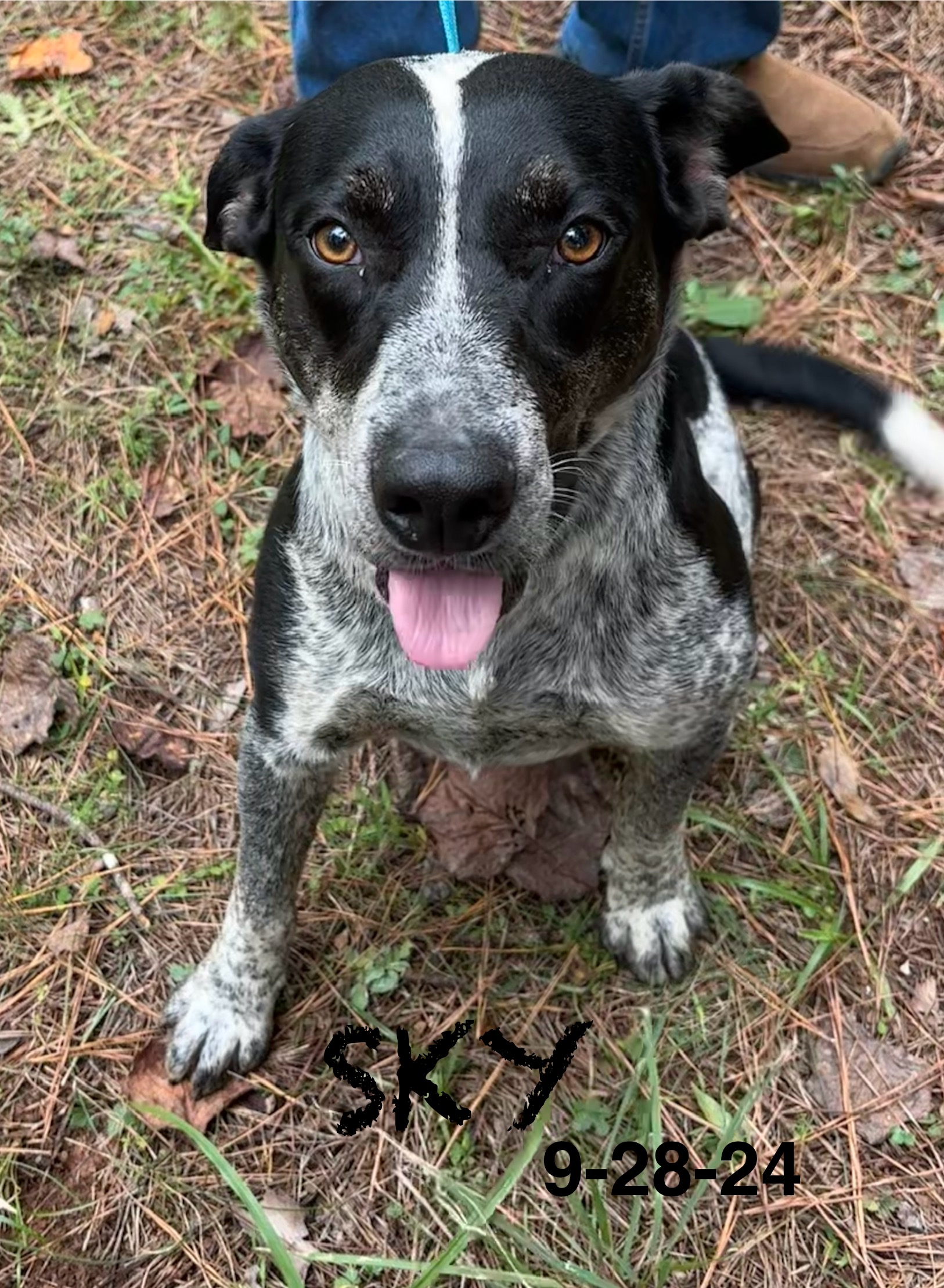 SKY, Young Male Australian Cattle Dog / Blue Heeler
