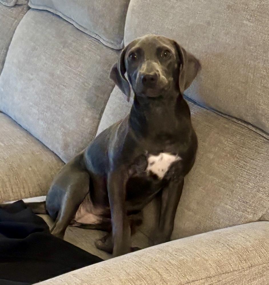Fig, Adopted, Puppy Female Weimaraner.