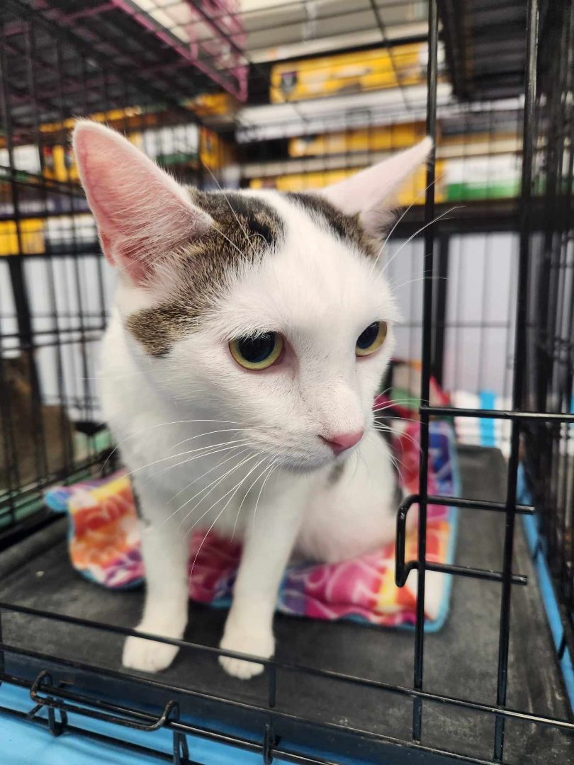 Enlarge James, a Adoptable Domestic Short Hair in East Orange, NJ image 2/4