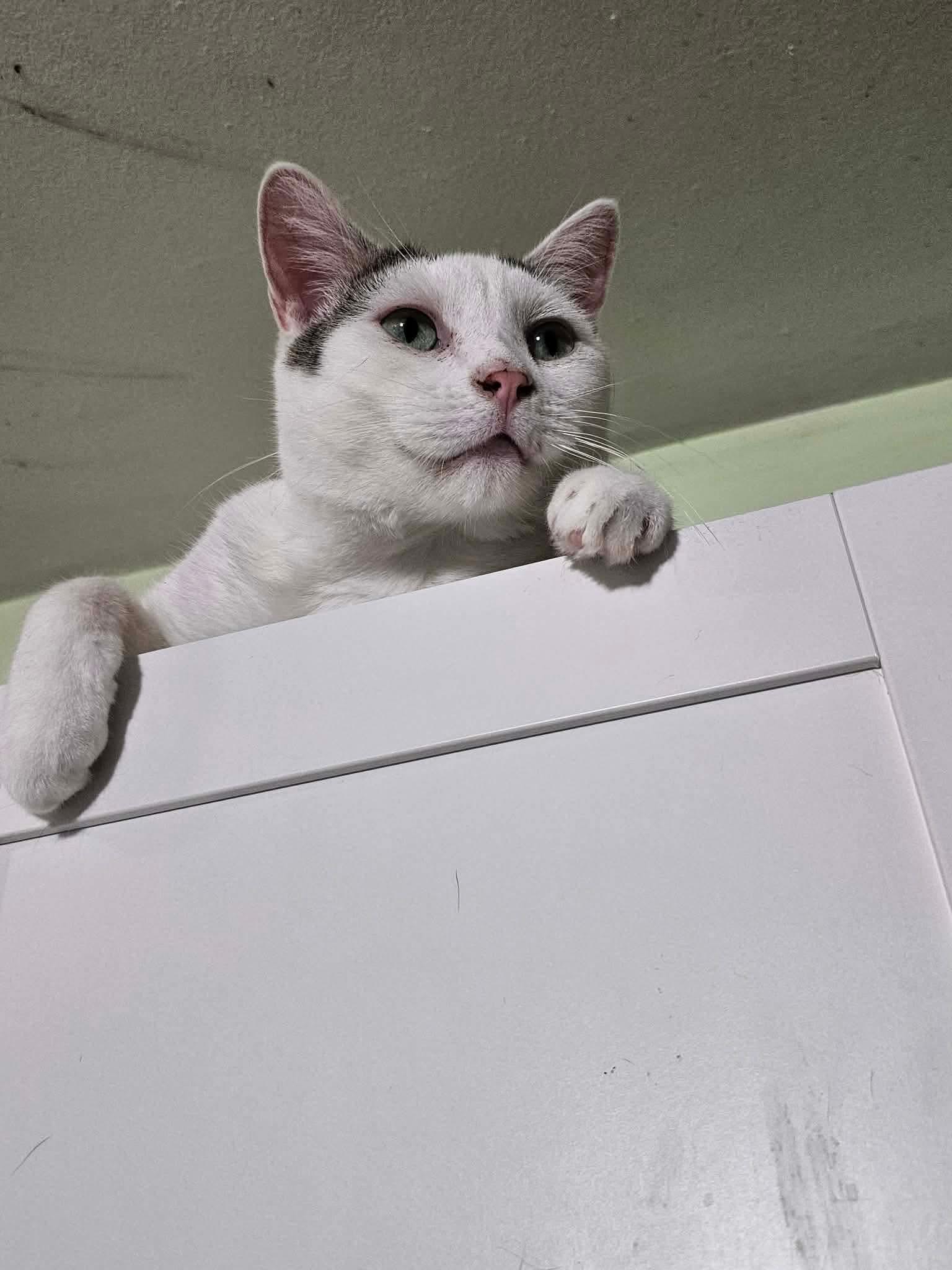 Enlarge James, a Adoptable Domestic Short Hair in East Orange, NJ image 3/6