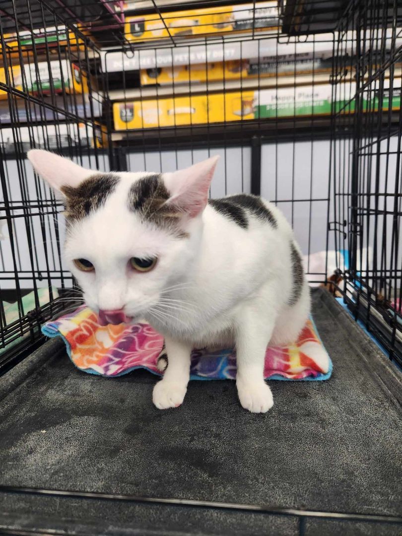 Enlarge James, a Adoptable Domestic Short Hair in East Orange, NJ image 3/4