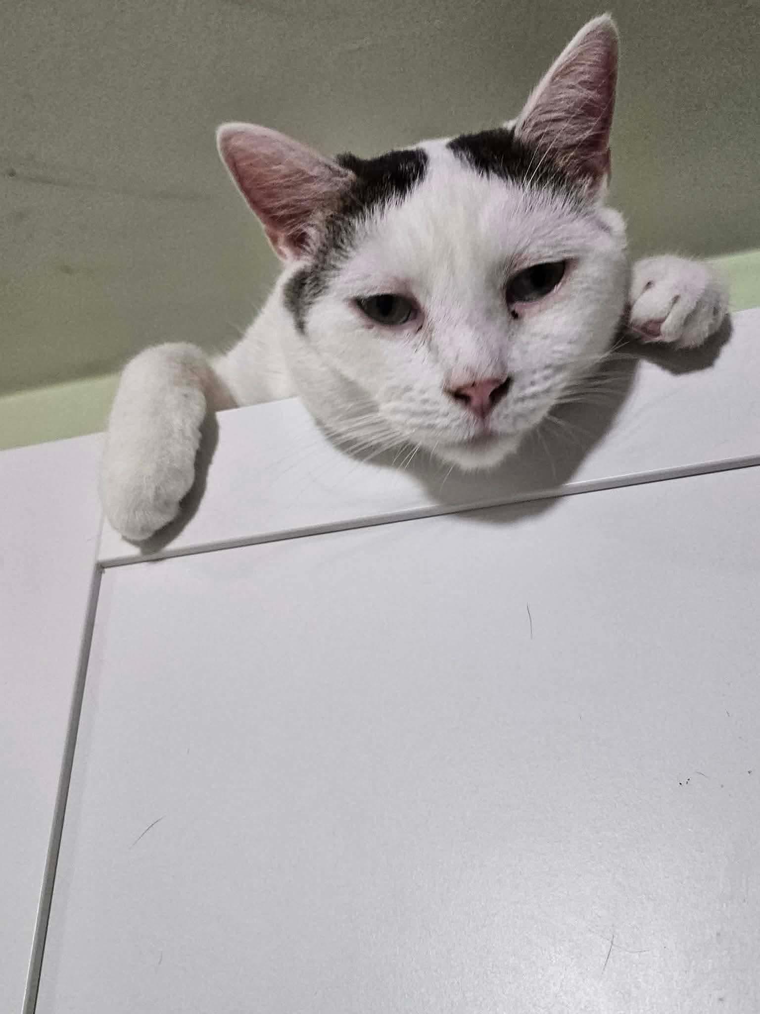 Enlarge James, a Adoptable Domestic Short Hair in East Orange, NJ image 5/6