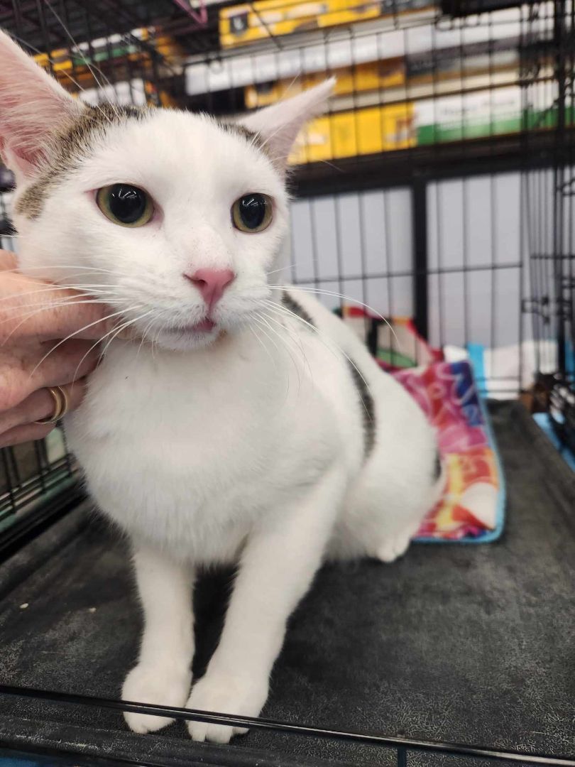 Enlarge James, a Adoptable Domestic Short Hair in East Orange, NJ image 4/4