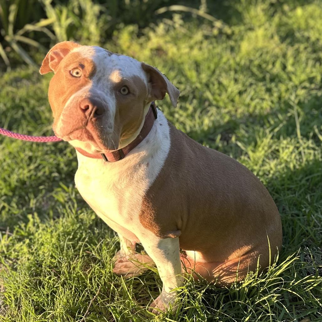 Rosie, Adoptable, Adult Female Pit Bull Terrier.