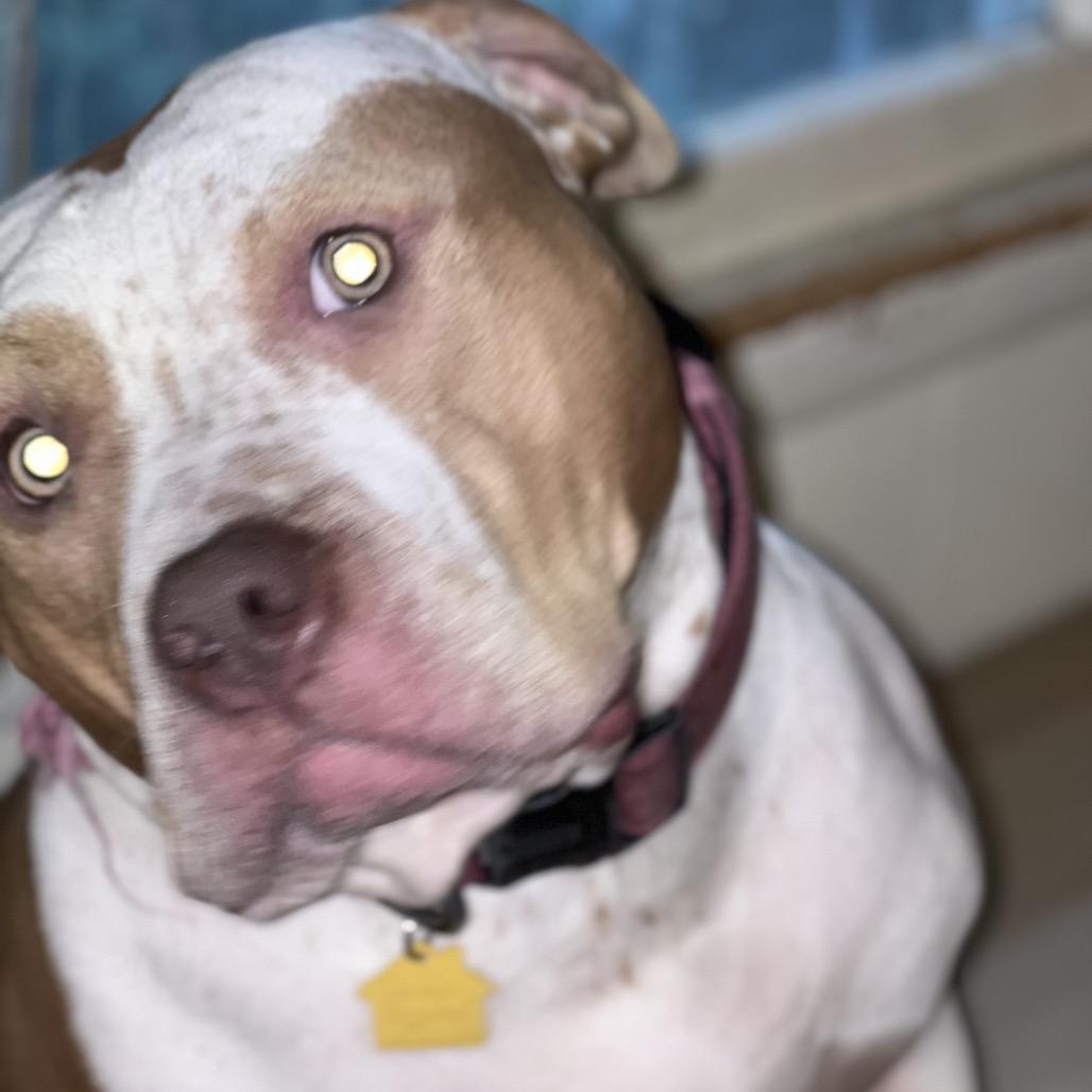 Enlarge Rosie, a Adoptable Pit Bull Terrier in Dallas, TX image 2/5
