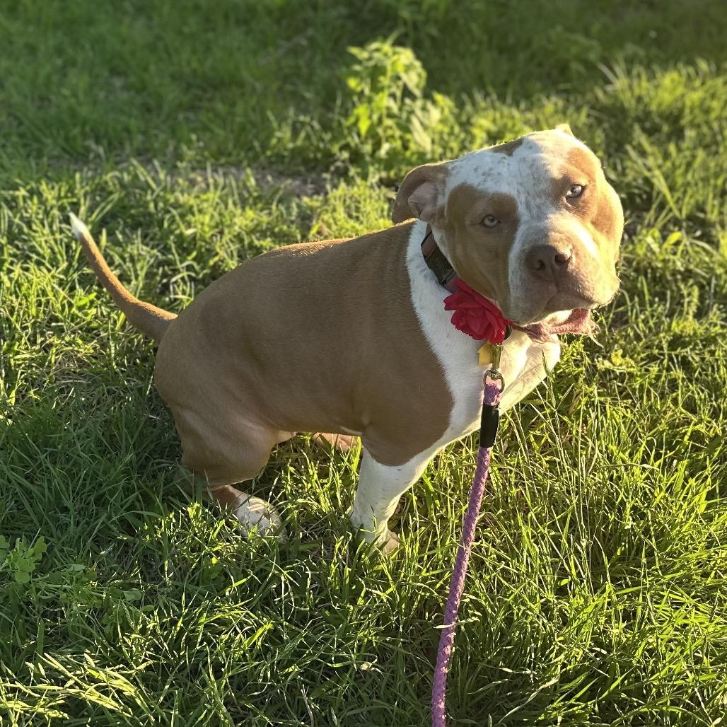 Enlarge Rosie, a Adoptable Pit Bull Terrier in Dallas, TX image 3/5