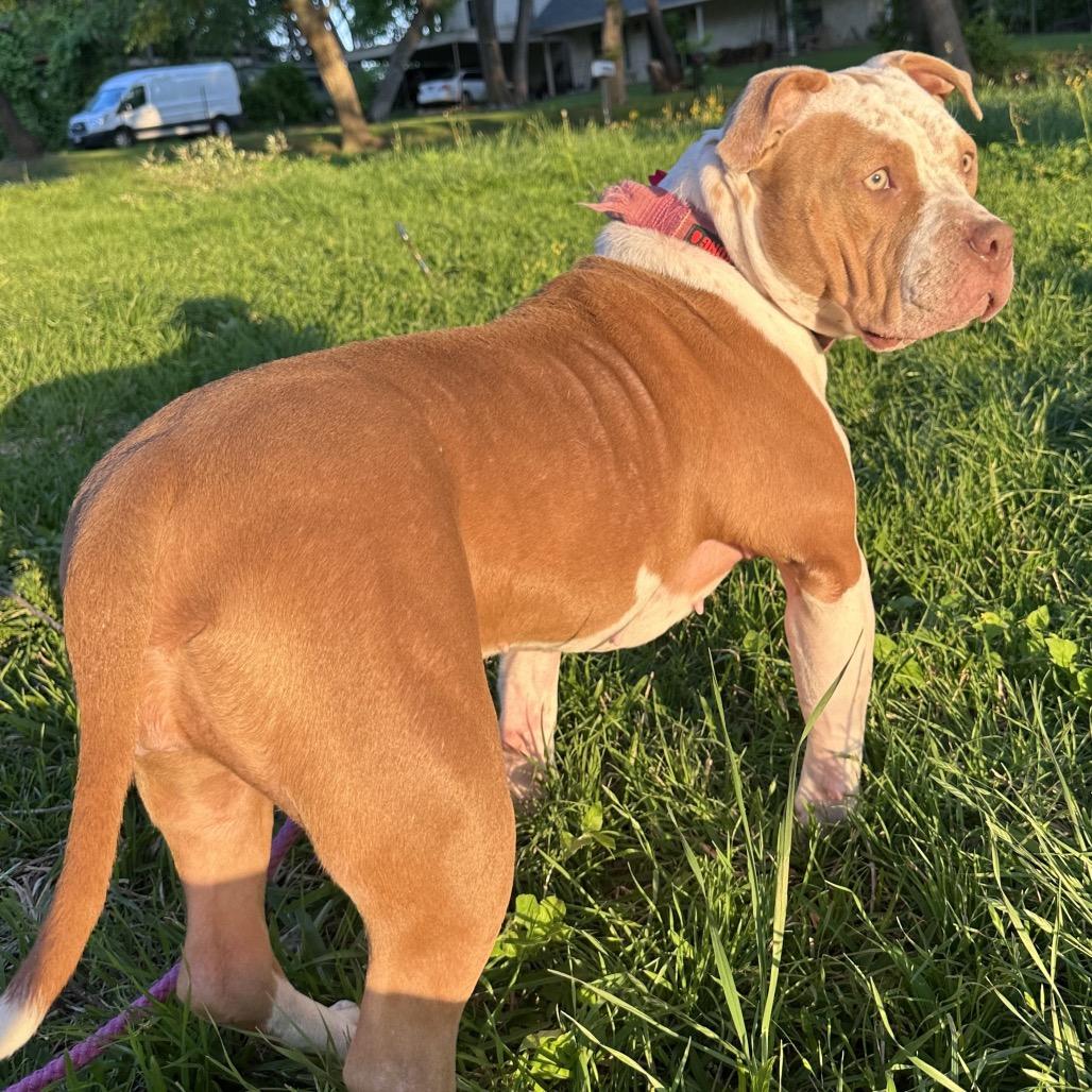 Enlarge Rosie, a Adoptable Pit Bull Terrier in Dallas, TX image 4/5