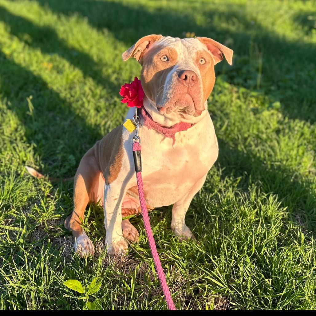 Enlarge Rosie, a Adoptable Pit Bull Terrier in Dallas, TX image 5/5