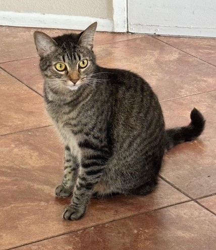 Gigi
