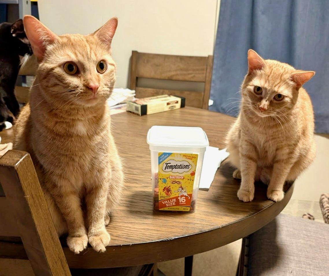 Enlarge Butterscotch and Creamsical, a Adoptable Domestic Short Hair in Hazlet, NJ image 1/3