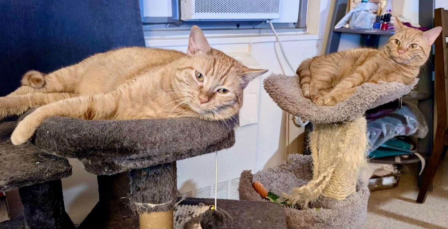 Enlarge Butterscotch and Creamsical, a Adoptable Domestic Short Hair in Hazlet, NJ image 2/3