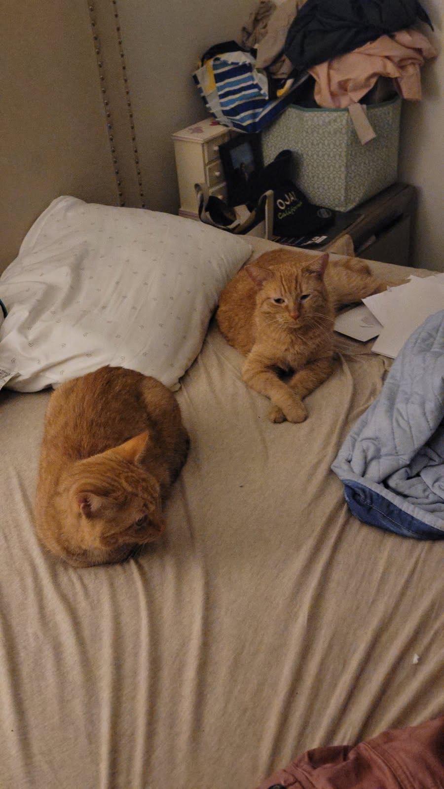 Enlarge Butterscotch and Creamsical, a Adoptable Domestic Short Hair in Hazlet, NJ image 3/3