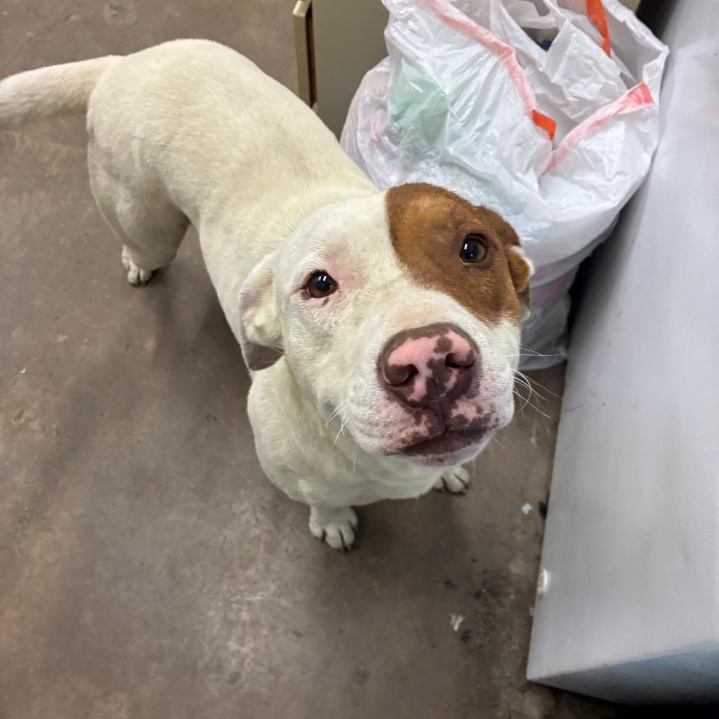 Patrick, a Adoptable Mixed Breed in Corbin, KY image 1/6