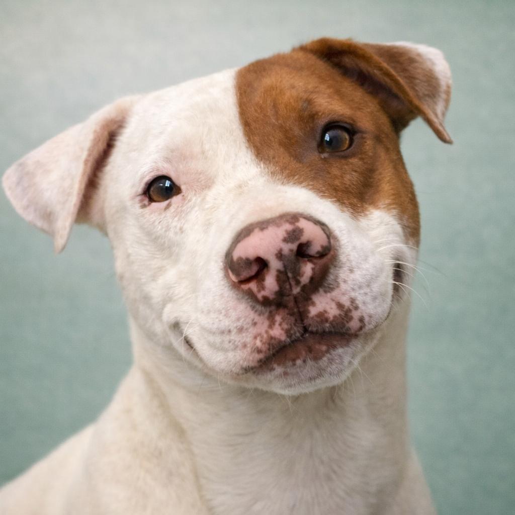 Patrick, a Adoptable Mixed Breed in Corbin, KY image 2/6