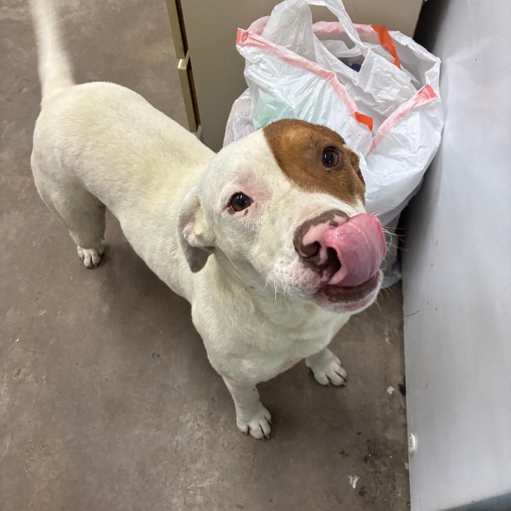 Patrick, a Adoptable Mixed Breed in Corbin, KY image 3/6