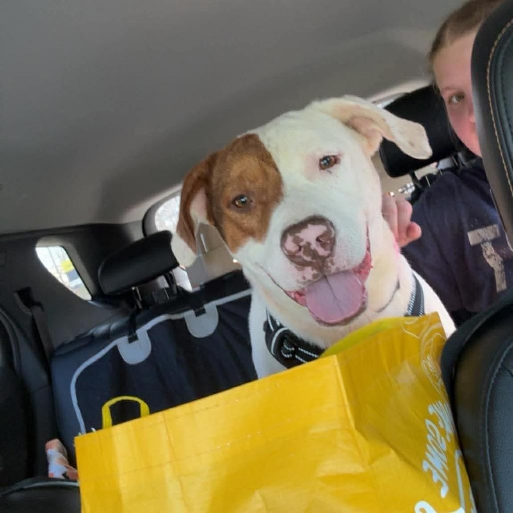 Patrick, a Adoptable Mixed Breed in Corbin, KY image 4/6