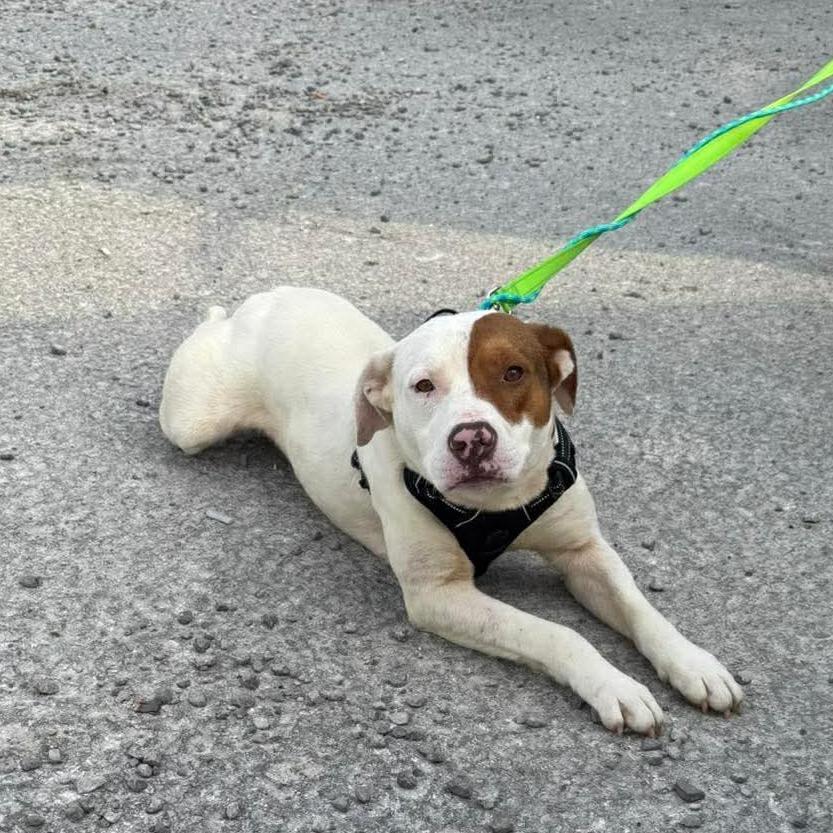 Enlarge Patrick, a Adoptable Mixed Breed in Corbin, KY image 5/6
