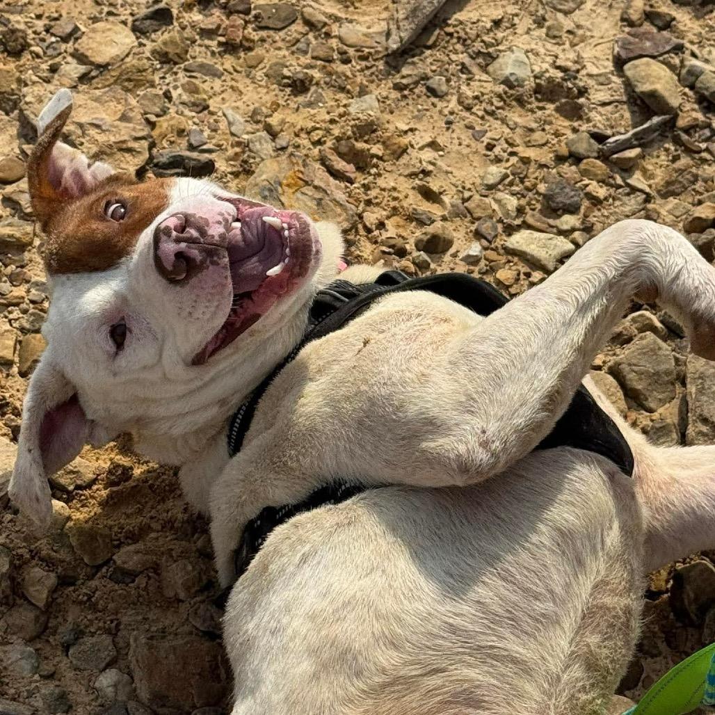 Patrick, a Adoptable Mixed Breed in Corbin, KY image 5/6